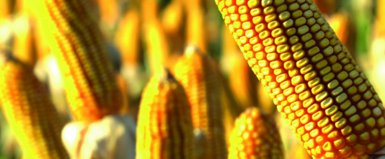 StoneX has cut 18 million tons of Brazil’s second harvest corn and expects high prices in 2nd semester