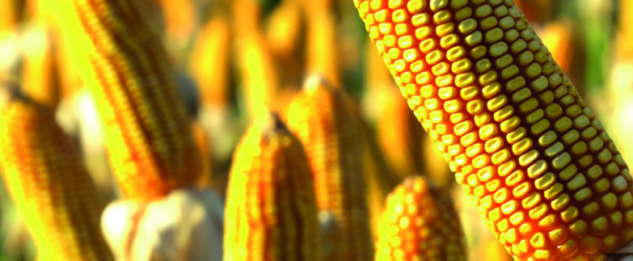 corn