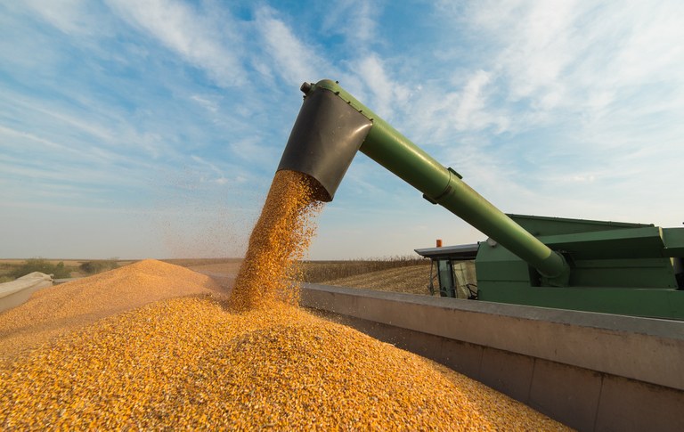 Brazil’s second corn crop should drop 14.9% to 65.3 million tons – Agroconsult