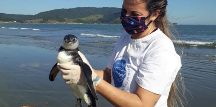 2021 penguin season begins on Brazil’s Southern and Southeastern coasts