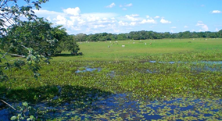 Brazil government announces program for the Pantanal’s economic recovery