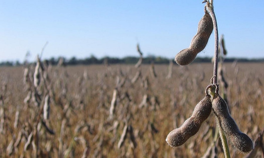 Eternal Argentine crises led to 10 million ton soy production decrease in 6 years