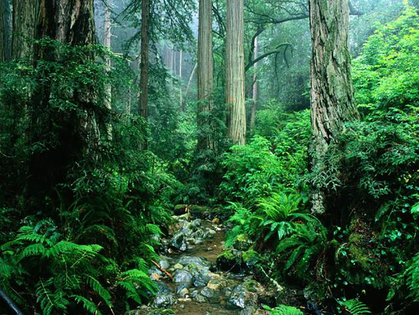 Natural wonder rainforest.