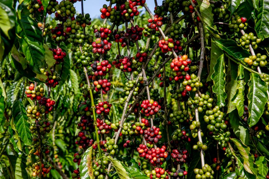 The arabica variety represents about 82% of Brazilian coffee exports, while the robusta bean accounts for 9%.