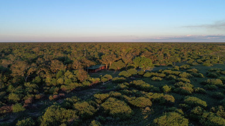 The “other Amazon”: Soybeans drive deforestation of South America’s Gran Chaco