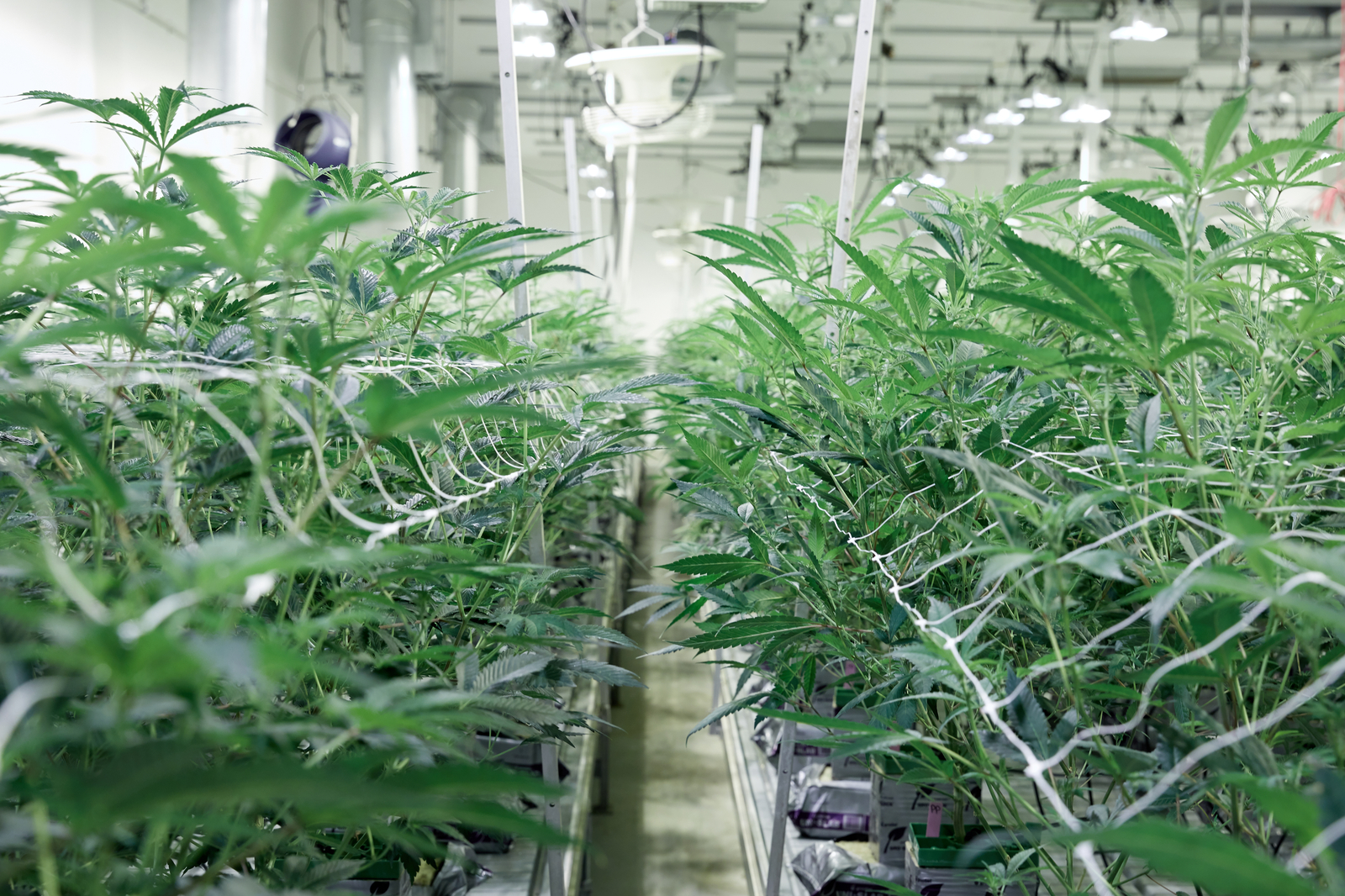 Cannabis planting