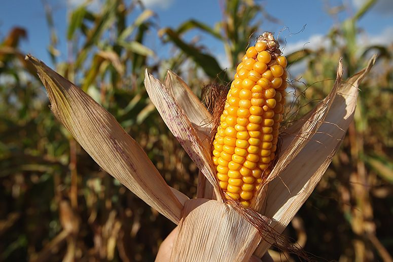 Corn production could suffer from global warming.