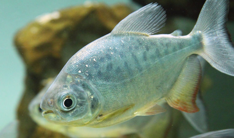 Pollution and climate change threaten fish in Ecuador’s Amazon region