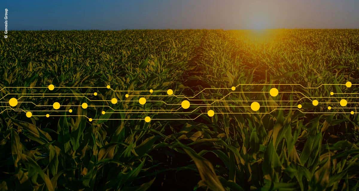 Brazilian Genesis Group launches artificial intelligence to classify grains