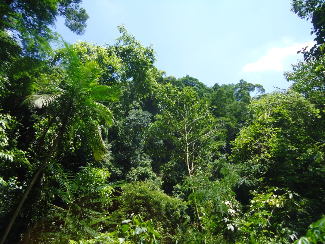 Tijuca National Park, Rio de Janeiro. (Photo internet reproduction)