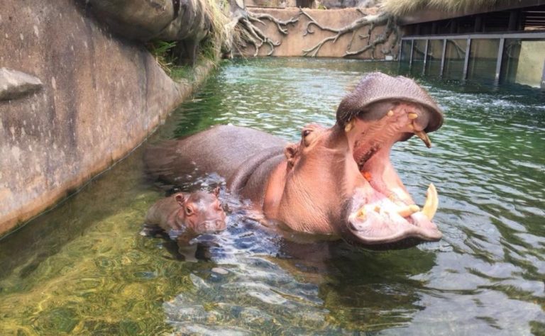 A baby hippopotamus is the new attraction at a Mexican zoo