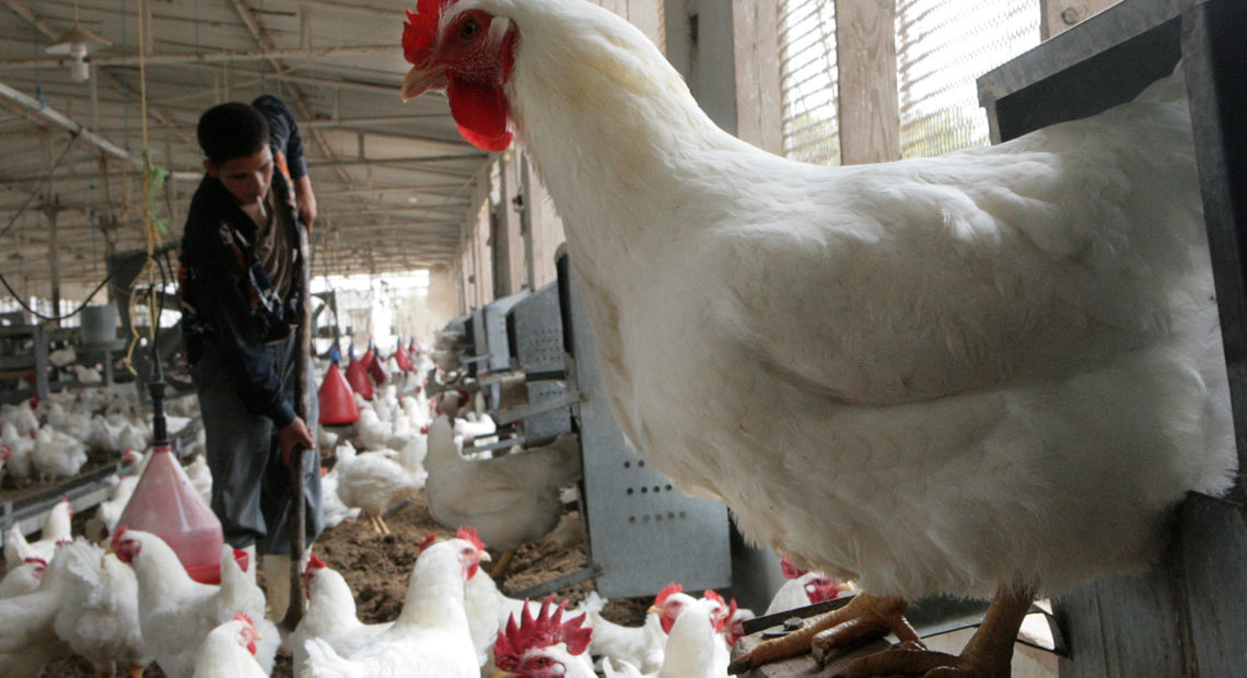 Poultry farm Egypt