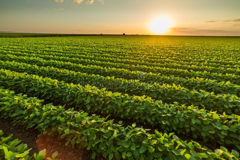 Soybean field. (Photo internet reproduction)