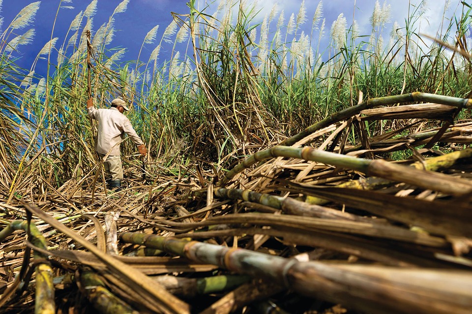 Sugarcane