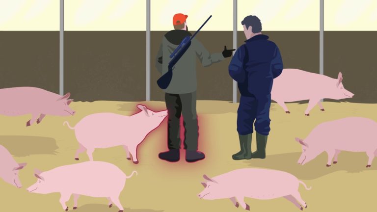 Alert in Central America and Mexico on African swine fever outbreak