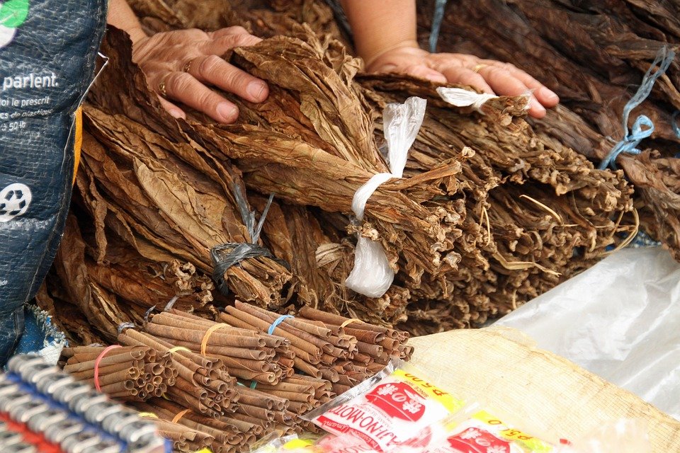 Tobacco leafs. (Photo internet reproduction)