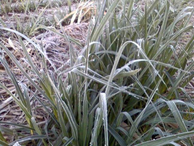 sugar-cane-frost