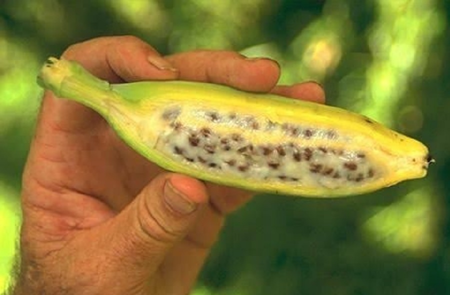 Ecuador prepares emergency protocol should Fusarium TR4 fungus reach the country