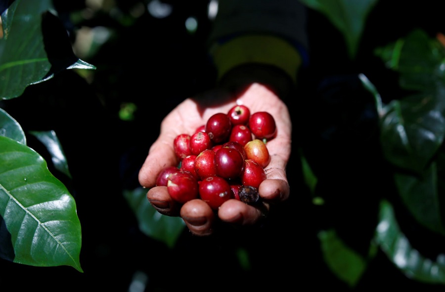 Brazil’s coffee harvest reaches 89% helped by drier weather – Safras & Mercado
