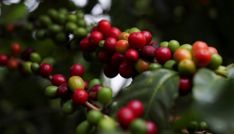 Brazil’s arabica coffee futures down nearly 4% as frost concerns subside
