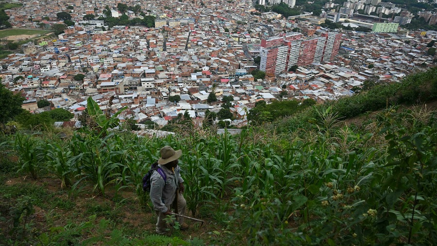 Yucca, corn, coffee… Gardens emerge in Venezuela’s shantytowns to supplement diet