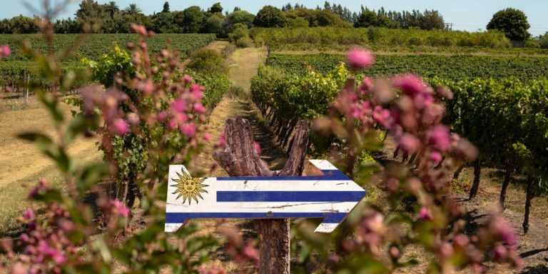 Growers from Argentina and Brazil travel to Uruguay and invest in local wines