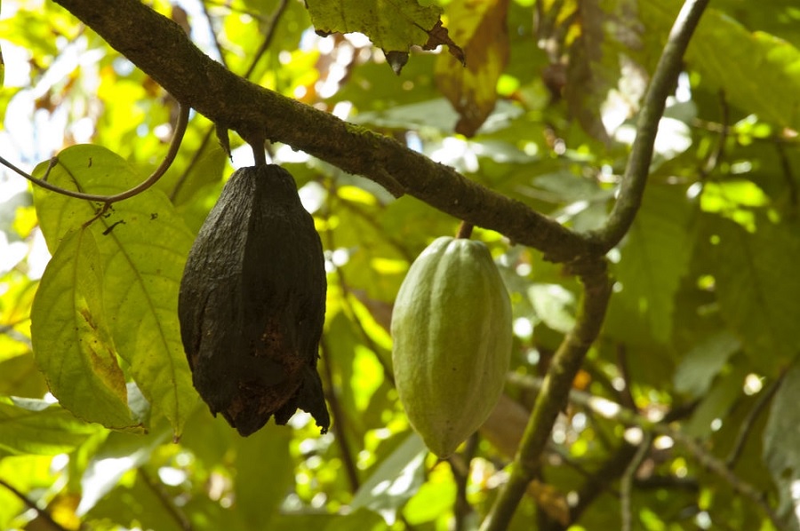 New cocoa disease in Brazil leads to debate on new production in Pará state