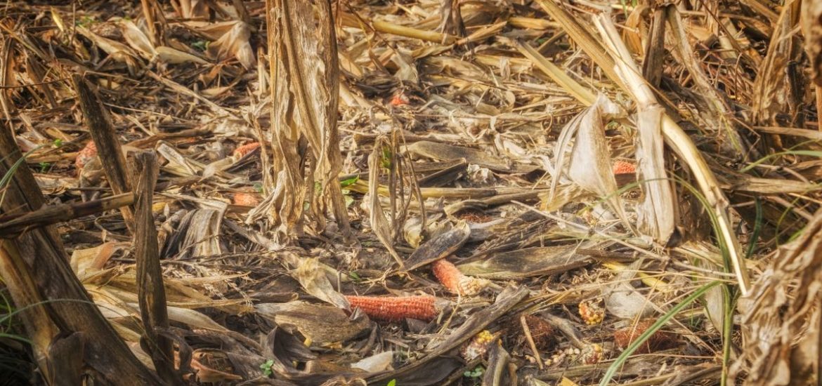 Agribusiness crop failure2