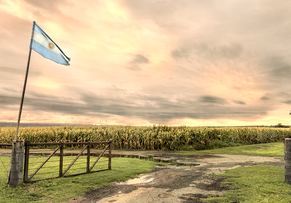 Argentina flag in corn crop at humid pampa, Córdoba, Argentina.