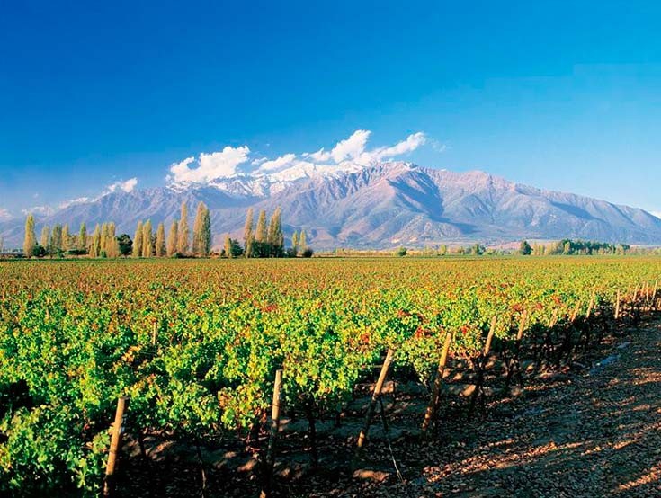 Chile Maipo valley