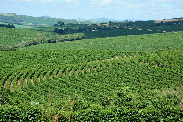 Coffee in Brazil's Minas Gerais state loses almost 20% of its cultivated area to frosts