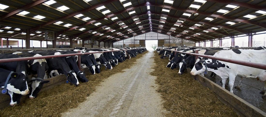 Cows
