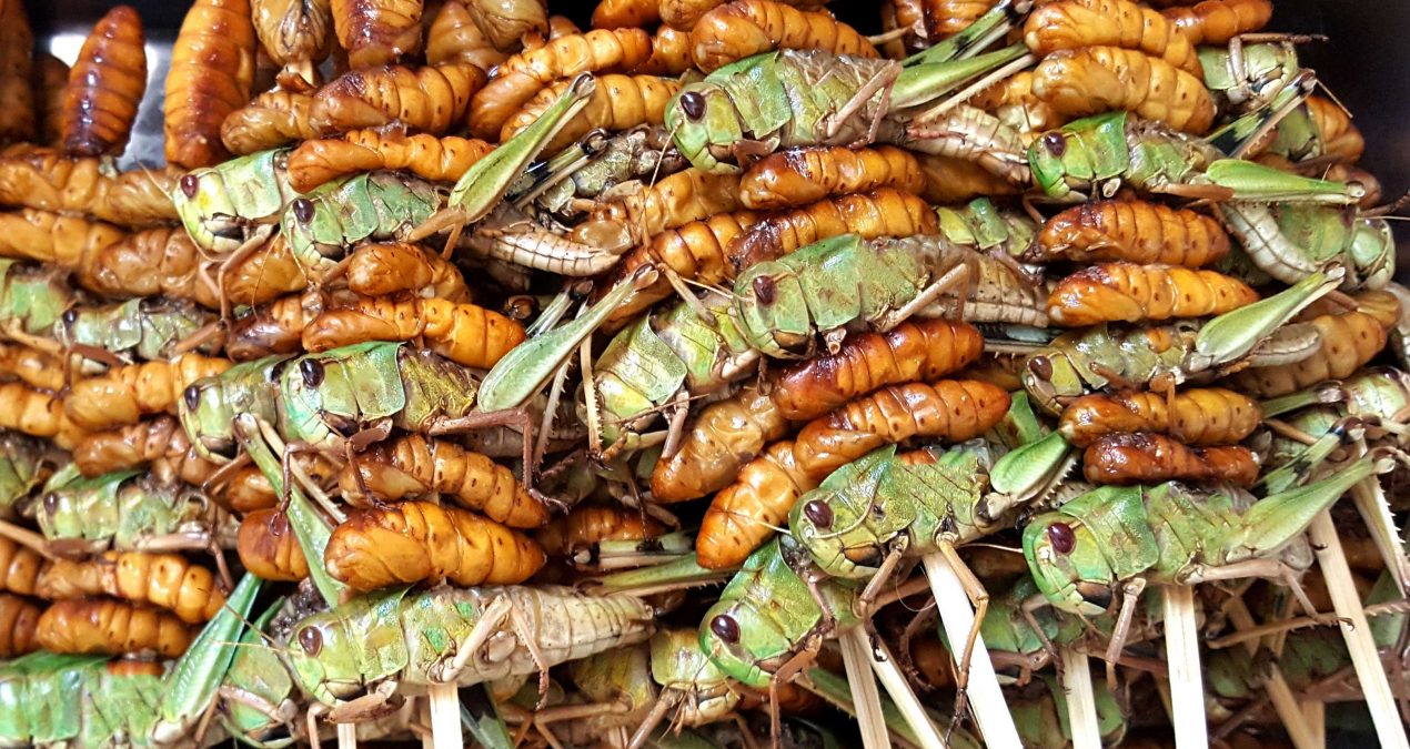 Insects
