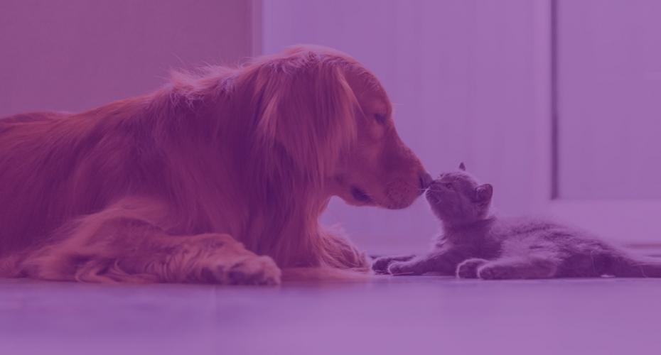 Petlove