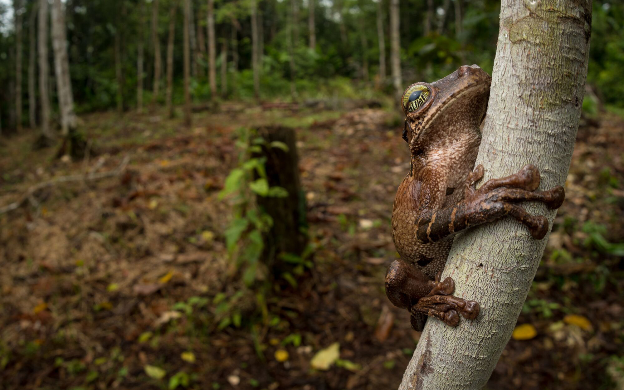 Forest degradation - where some vegetation is removed - also reached a record 6,062 km² in 2021, the highest level since 2017.