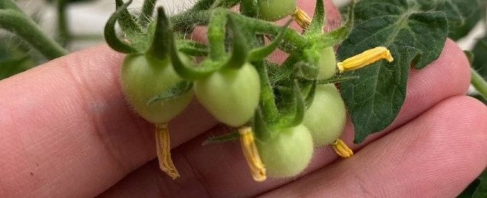 Tomato with peptide inhibiting the pro-protein PCSK9. Credit: Crop Biotecnologia