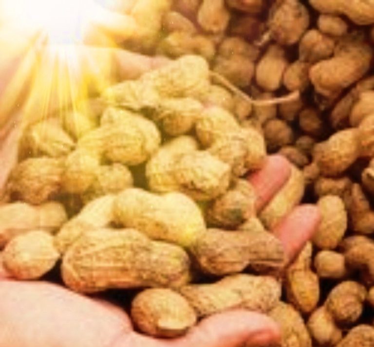 Bolivia posts record peanut exports in first 6 months of 2021