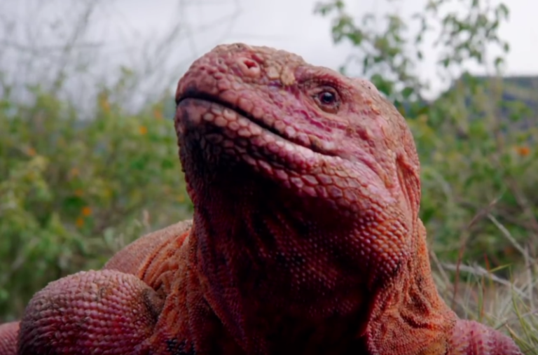 Experts prepare pink iguana conservation project in Galapagos