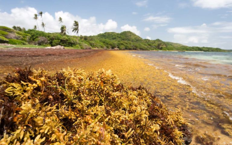 Puerto Rico company turns sargassum into vegan leather and cosmetics