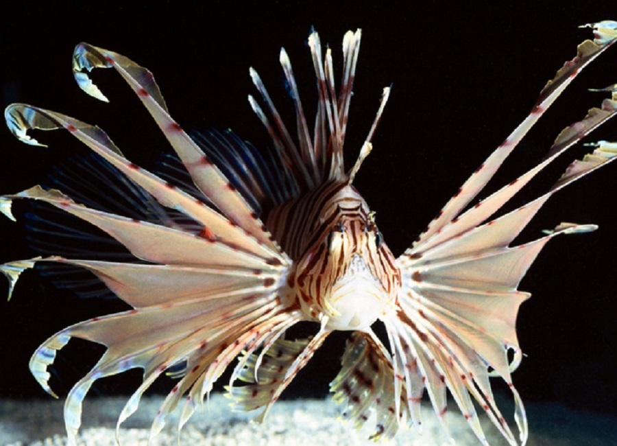 Why lionfish have become a threat to Brazil’s ecosystem