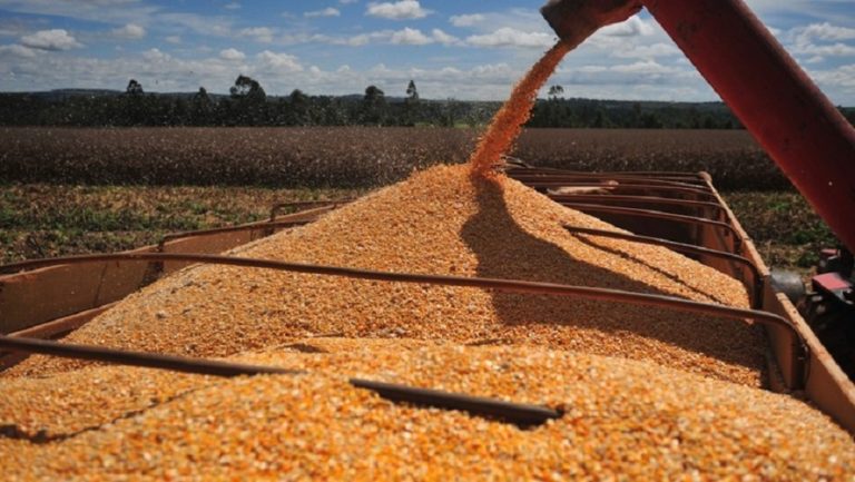 Exchange sees record corn crop over soy in Argentina; raises wheat harvest