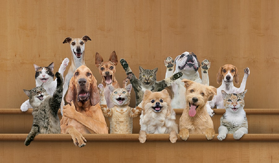 Dogs conquer right to take legal action against former owners in Brazil