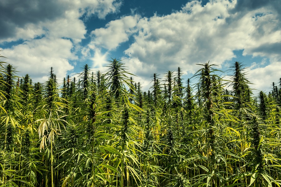 Crackdown on large-scale marijuana trafficking scheme from Paraguay to Brazil