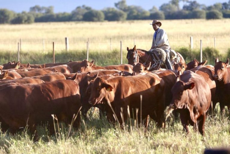 Paraguay leads the way in cattle raising in Latin America