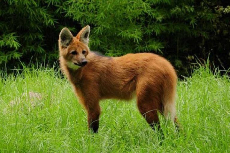 South America’s largest fox sighted in Uruguay
