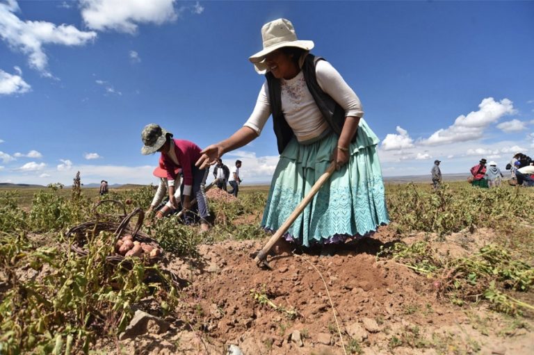 Who feeds Bolivia? The key role of peasant family farming