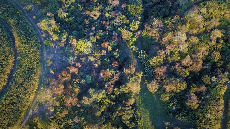 Brazil’s São Paulo creates native vegetation reforestation program