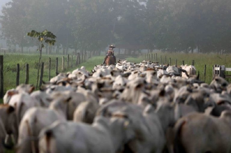 Brazil cattle herd reaches highest level since 2016 – IBGE