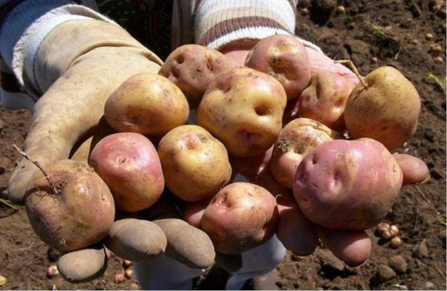“Smart” potatoes, Bolivia’s key to climate change