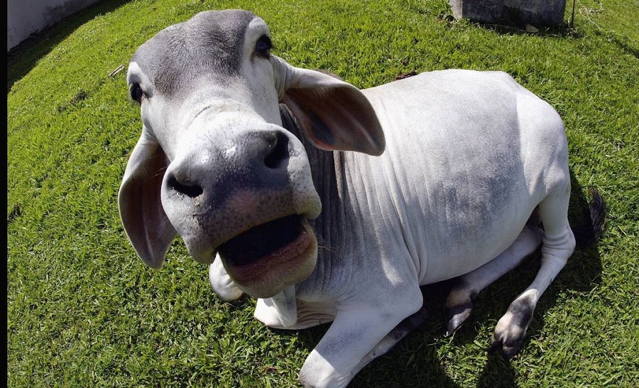Brazil’s risk of “mad cow disease” is negligible – OIE